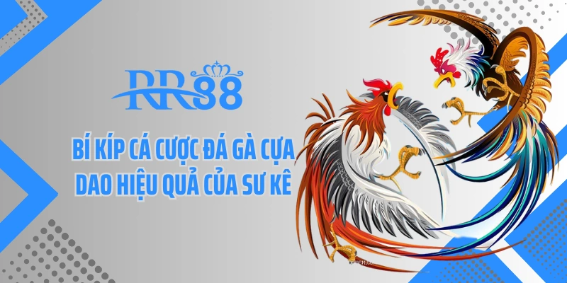Bí kíp cá cược đá gà cựa dao hiệu quả của sư kê