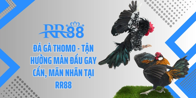 Đá Gà Thomo