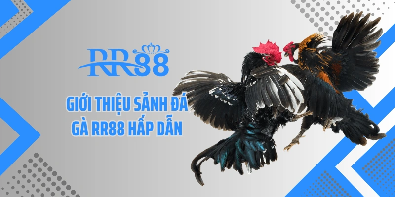 Giới thiệu sảnh đá gà RR88 hấp dẫn