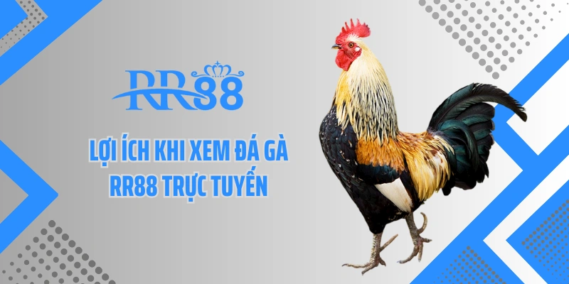Lợi ích khi xem đá gà RR88 trực tuyến